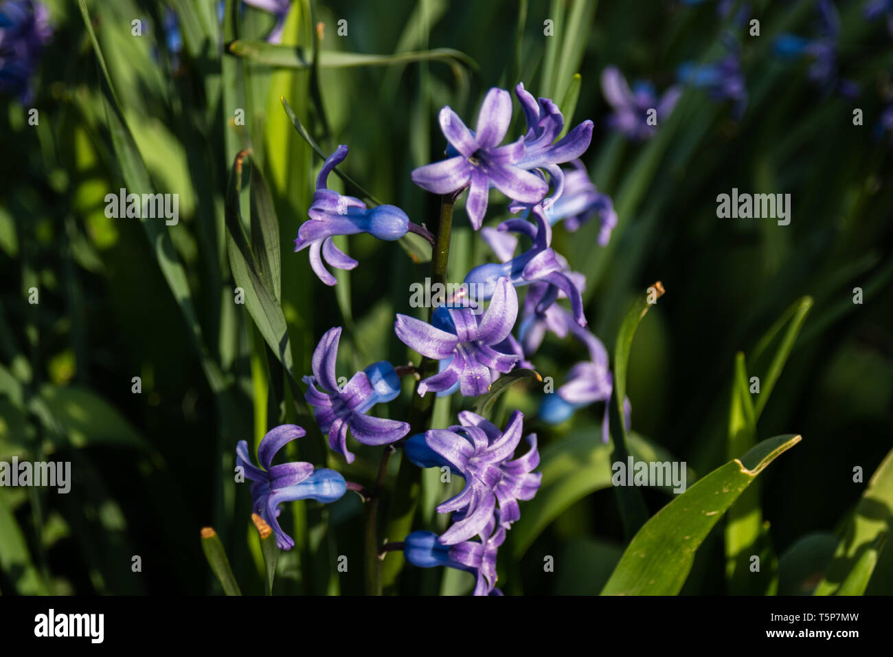 Blaue Blumen blühen im Frühjahr. Schönen Hintergrund. kopieren. Stockfoto