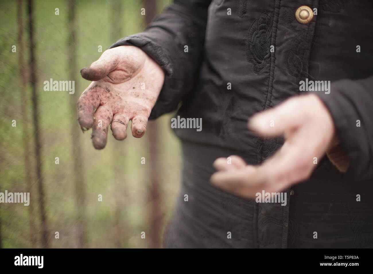 Hände von einer alten Frau ohne Handschuhe, gebeizt Böden nach der Arbeit im Garten Stockfoto