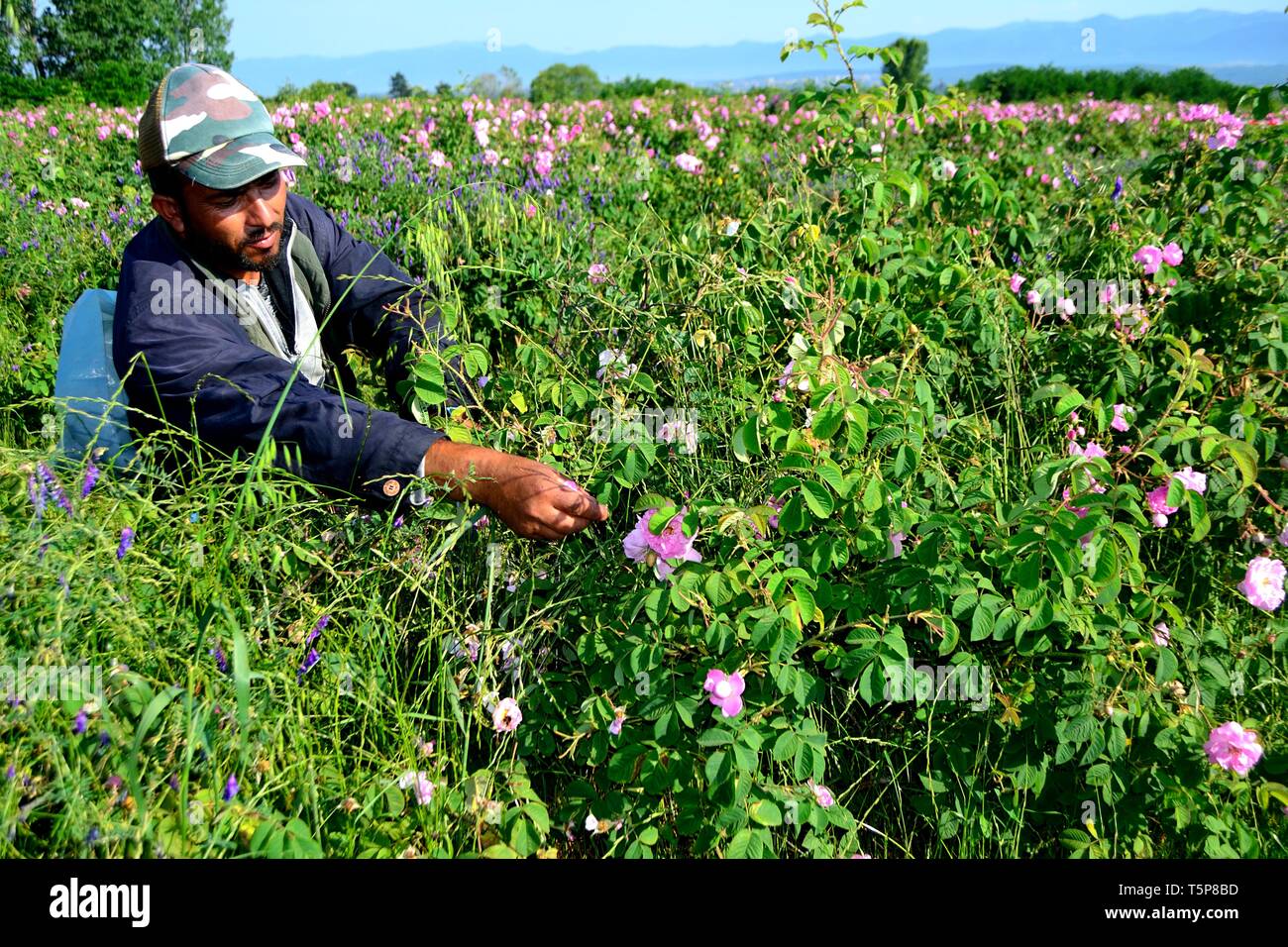 Zigeuner Ernte Rosen - Rose Festival in Kasanlak. Provinz von Stara Zagora BULGARIEN Stockfoto
