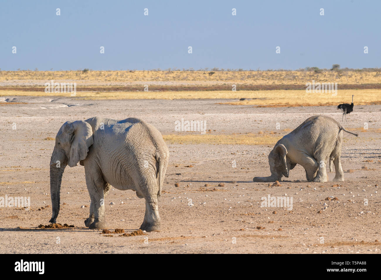 African Bush Elephant - Loxodonta africana, iconic Mitglied der afrikanischen Big Five Safari im Etosha, Namibia. Stockfoto