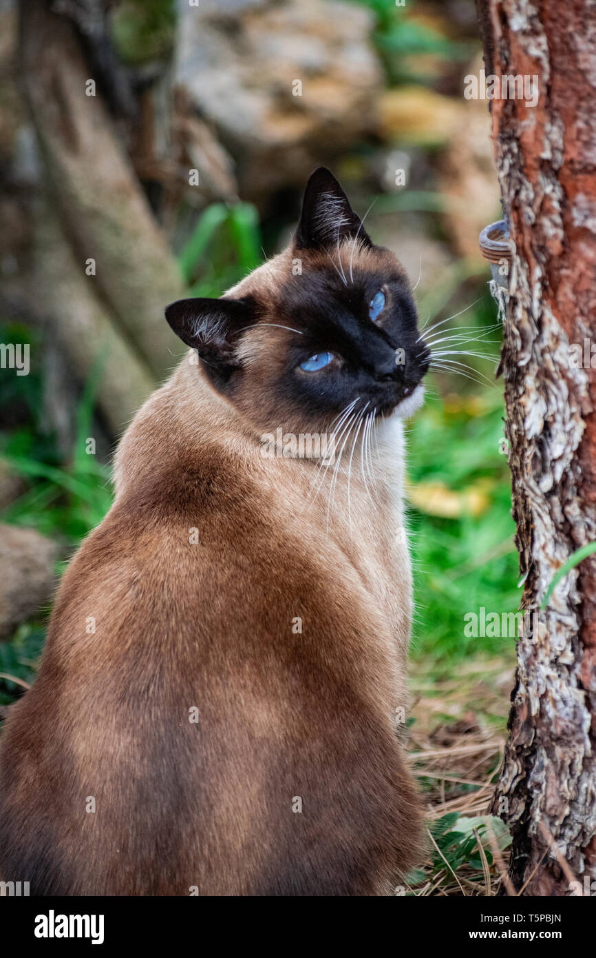 Tricolor inländischen Siam Kater, sitzen in der Nähe von einem Baum, und sieht zurück Stockfoto