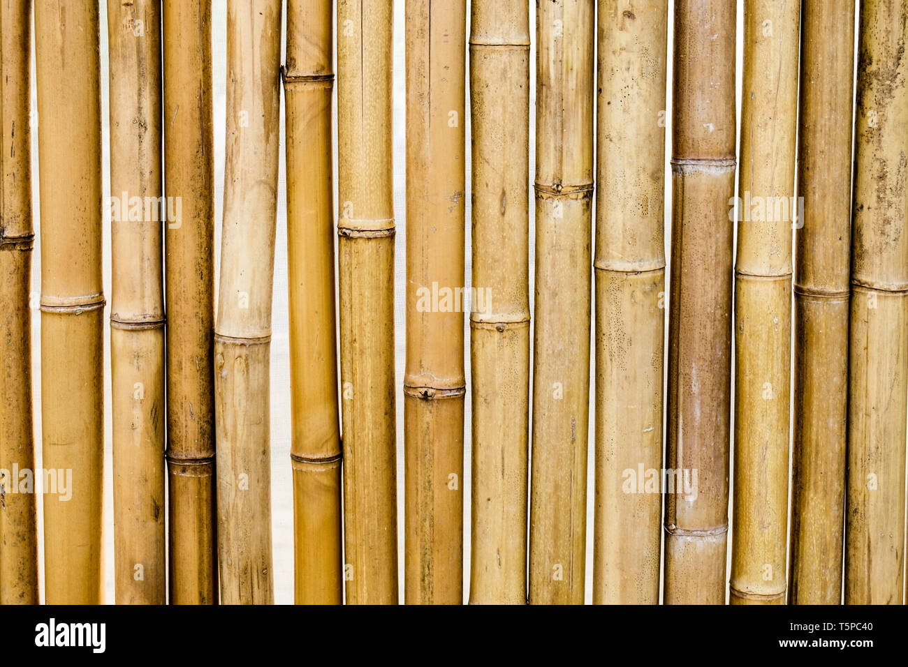 Bambus trocken gelbe Segment Muster Hintergrund Stockfotografie - Alamy