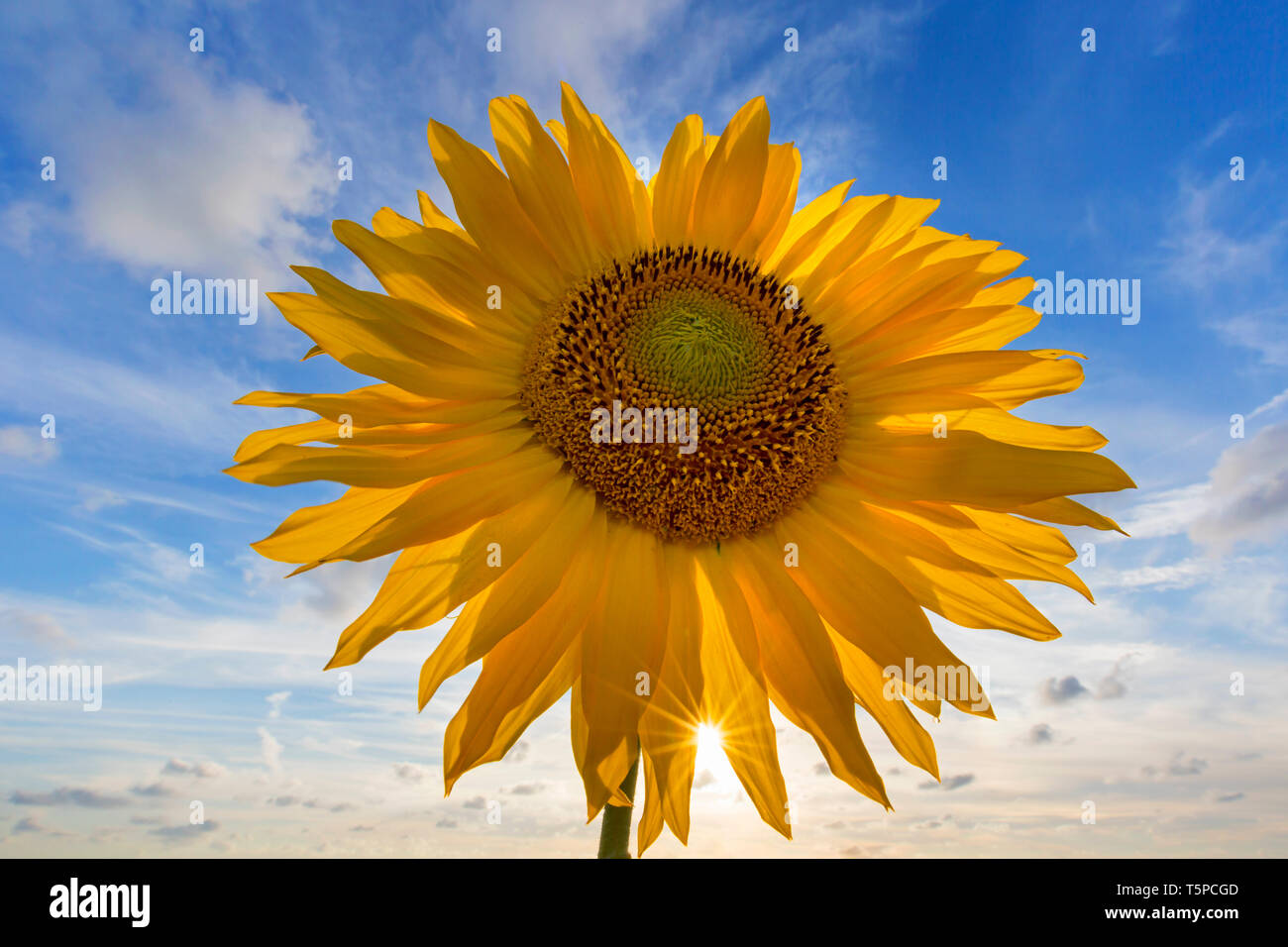 Blüte/Blütenstand der gemeinsamen Sonnenblume (Helianthus annuus) als Kulturpflanze für die Speiseöl- und essbare Früchte angebaut Stockfoto