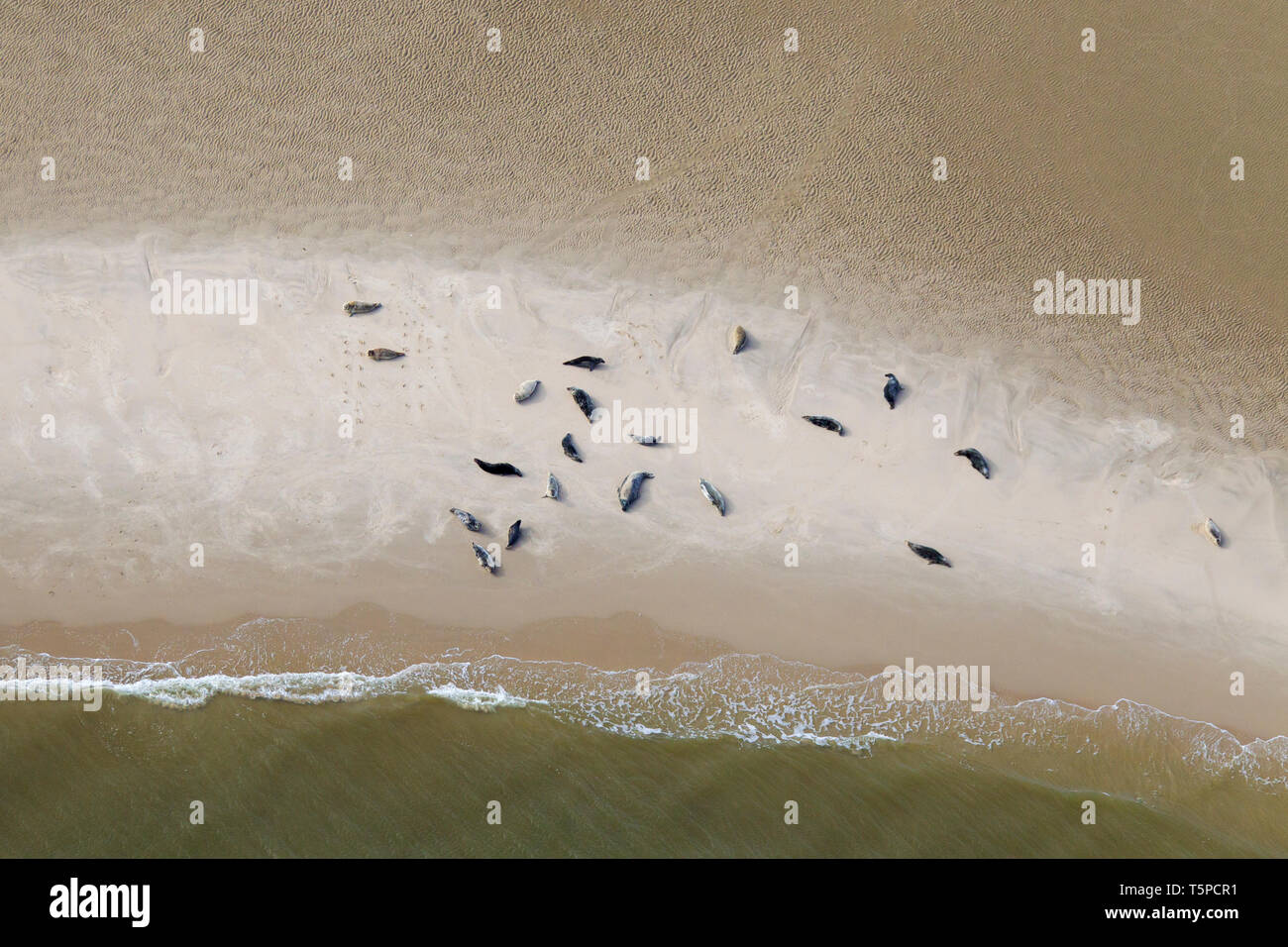 Luftaufnahme über Kolonie Seehunde (Phoca vitulina) und Kegelrobbe (Halichoerus grypus) auf Sandbank ausruhen, Nationalpark Wattenmeer, Deutschland Stockfoto
