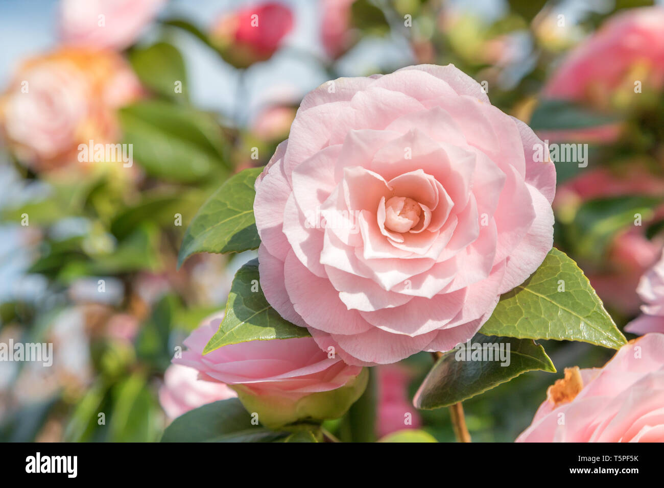 Blühende Camelia japonica Stockfoto