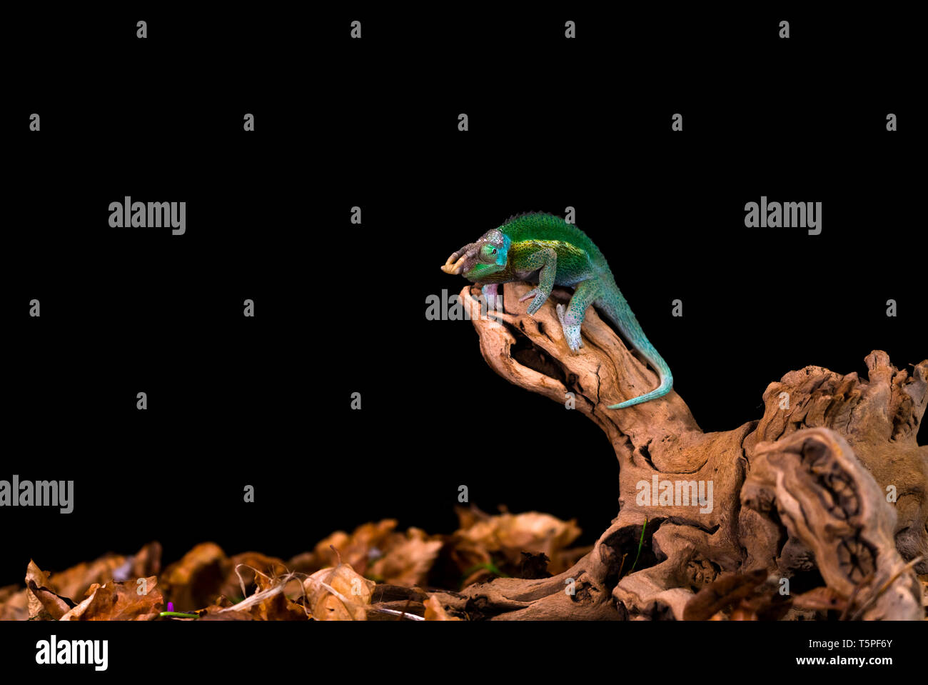 Rhinoceros Chameleon (Furcifer rhinoceratus) auf Holz- zweig: Detailansicht mit selektiven Fokus. Schwarzen Hintergrund. Stockfoto