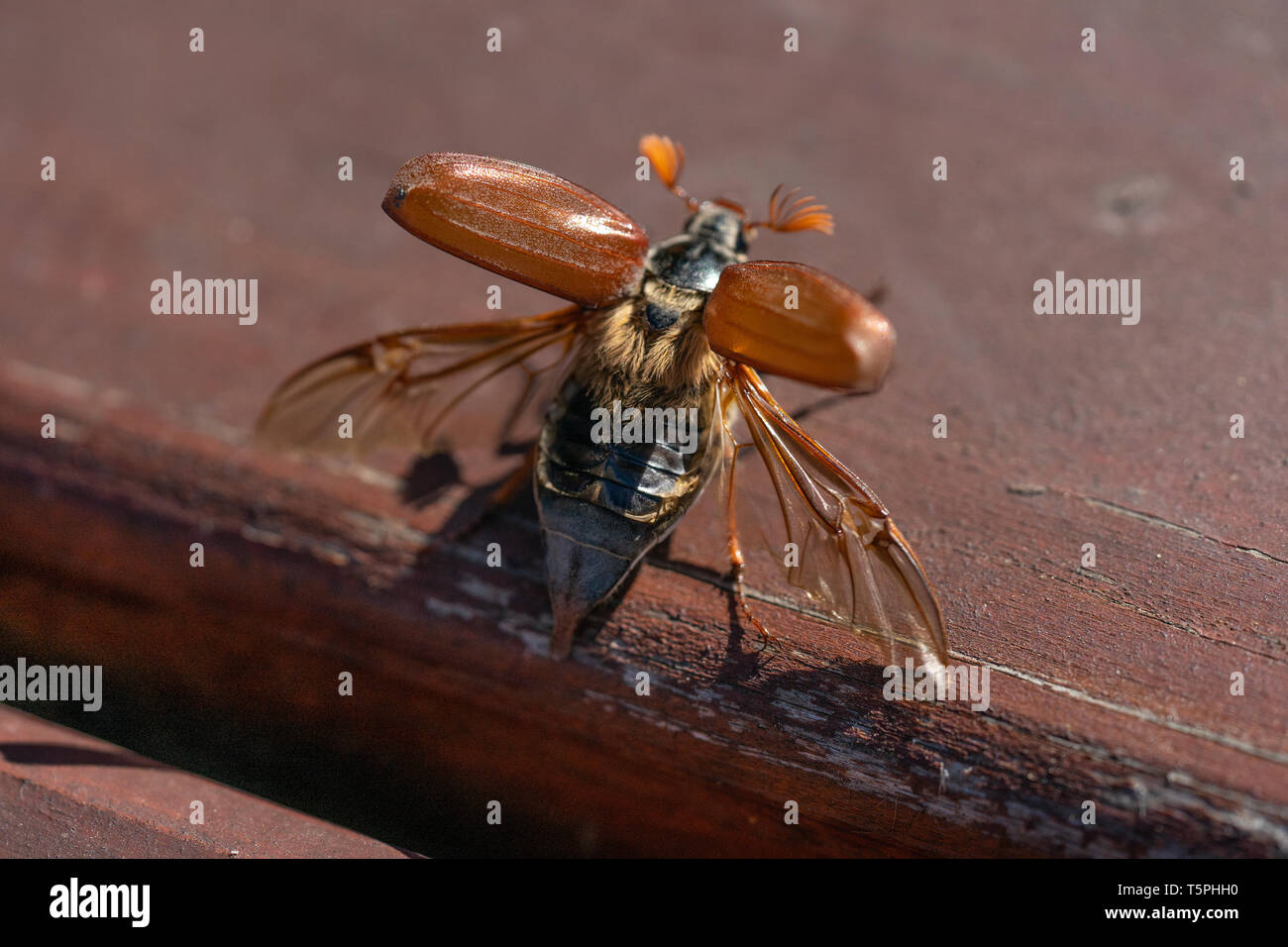 Maikäfer Stockfoto