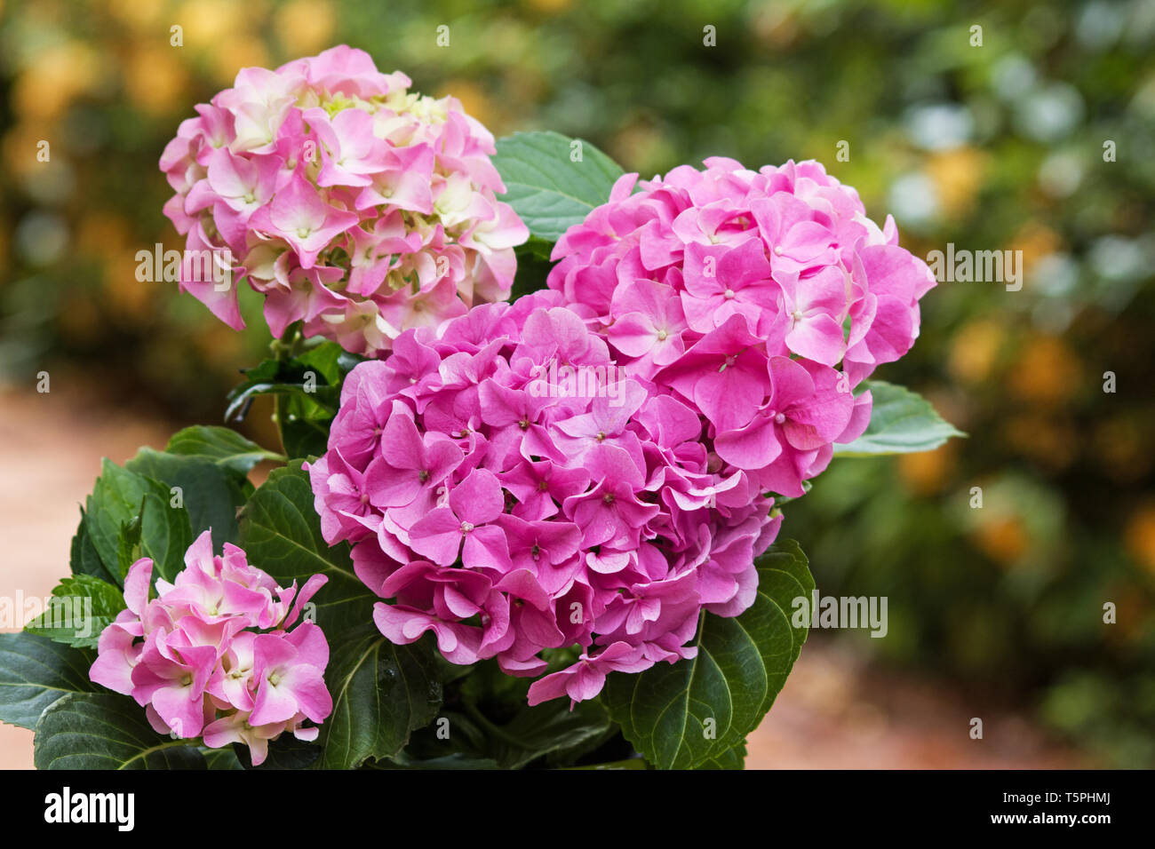 Rosa Hortensien im Garten Stockfoto