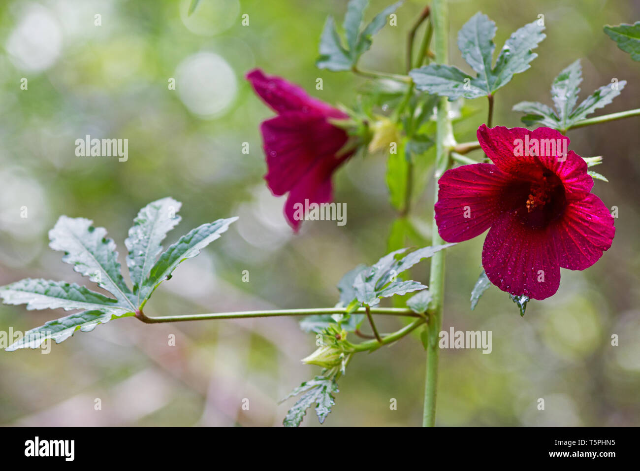 Roselle (Hibiscus sabdariffa) Pflanze in Blüte Stockfoto