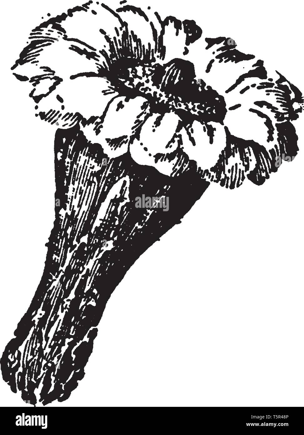 Dies ist ein Abbild der Carnegia Gigantea. Die Blüten sind in der Nacht blühen und die Bestäubung durch Insekten, Fledermäuse und sogar Tauben, vintage Strichzeichnung oder engravin Stock Vektor