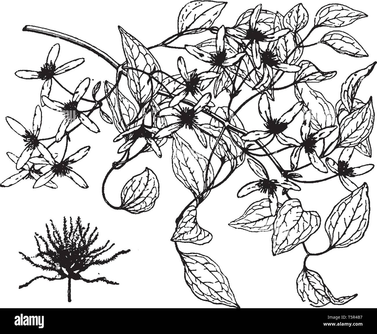 Bild zeigt die Clematis Paniculata Anlage. Es zeigt seine Blüte und Blätter teil. Kräftige und leicht Reben wachsen, blühen am neuen Holz. Flo Stock Vektor
