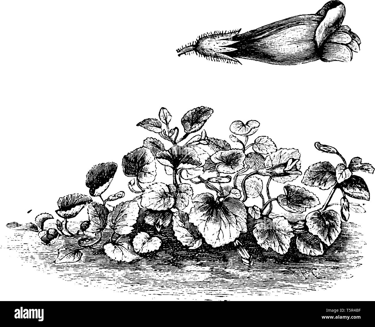 Antirrhinum Asarina Blume bekannt als Trailing snapdragon. Die Blume blüht von Juni bis Juli. Es wird meistens in der Iberischen Halbinsel, Vintage line Dr gefunden Stock Vektor