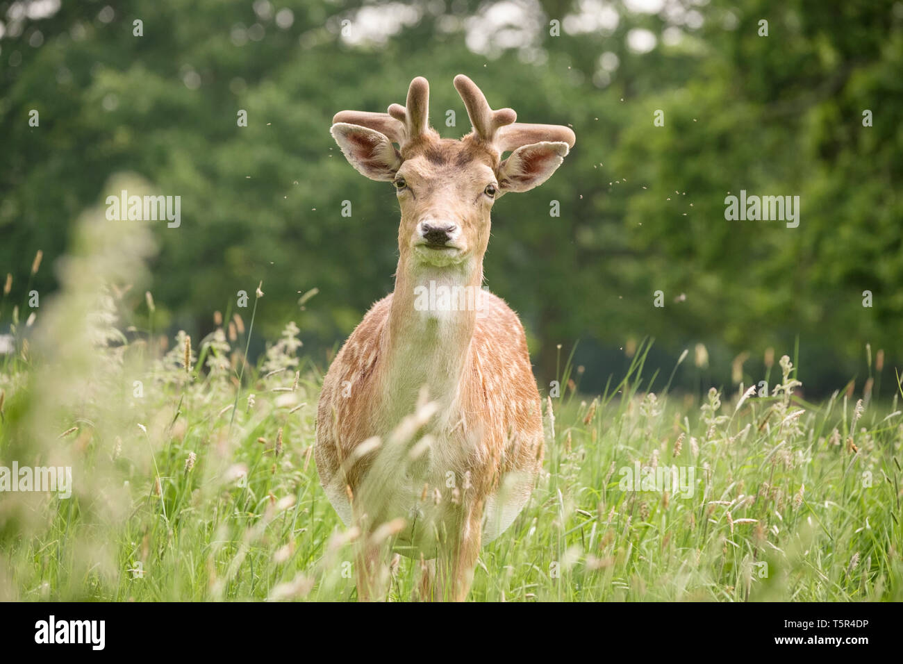 Rotwild in der Wiese in Englischer Country Park, Warwickshire, England Stockfoto