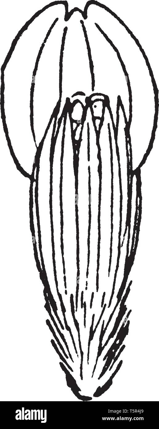 Dies ist die zusammengesetzte Blume Anatomie. Sie sind Knospe und seiner ovalen Form, vintage Strichzeichnung oder Gravur Abbildung. Stock Vektor