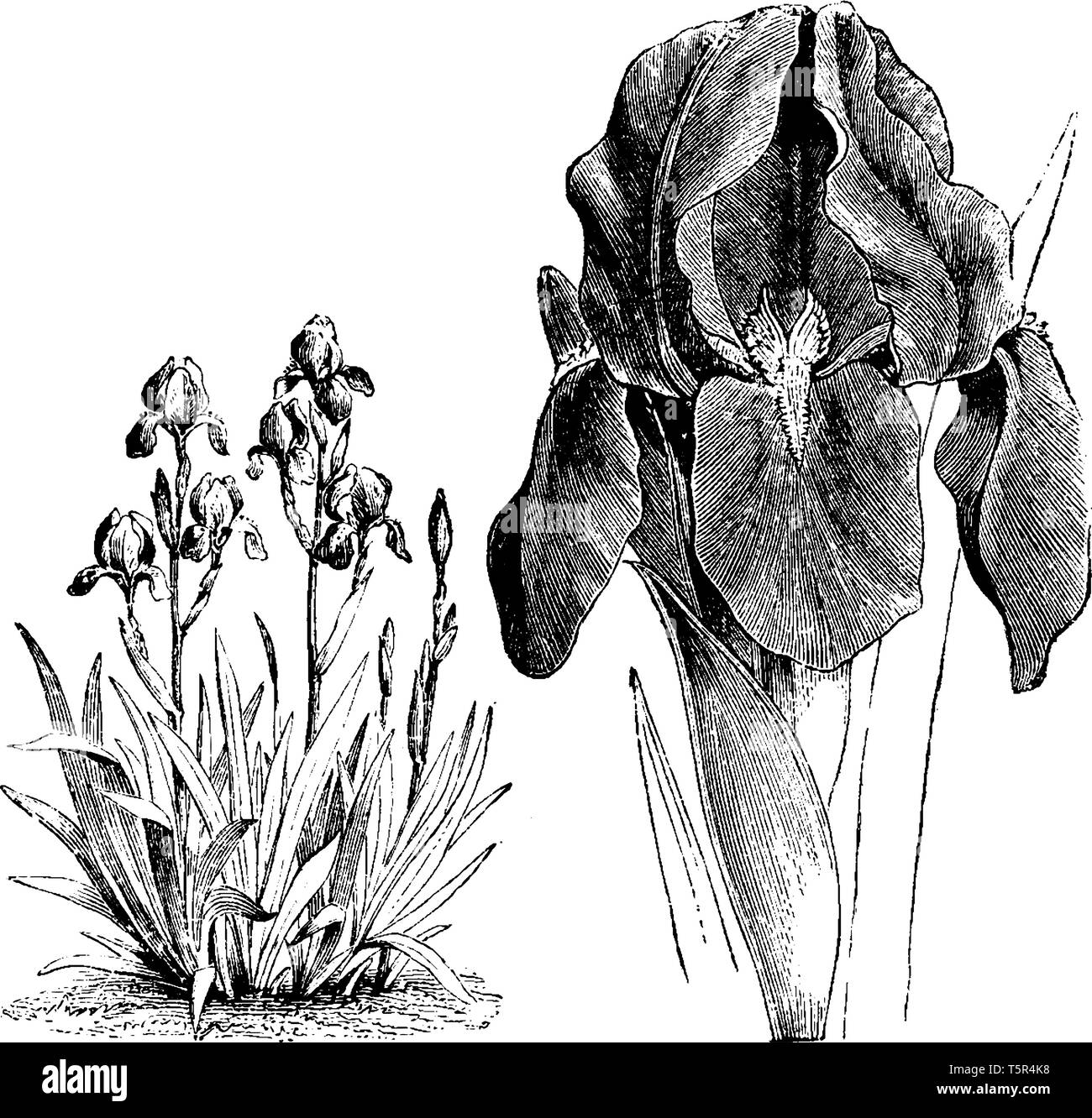 Pflanzen der Gattung Iris, hat auffällige Blumen und Schwert - geformte Blätter. Es wird allgemein als die bärtigen Iris oder der Deutschen Iris, vintage Zeichnung bekannt Stock Vektor