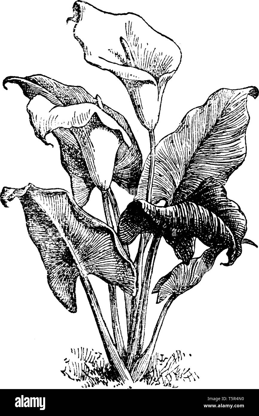 Die Zantedeschia aethiopica hat eine große, weiße 'Blume', die nur von einem "Blütenblatt" besteht. Die 'Blume' ist an der Oberseite von einem dicken Stamm positioniert, vi Stock Vektor