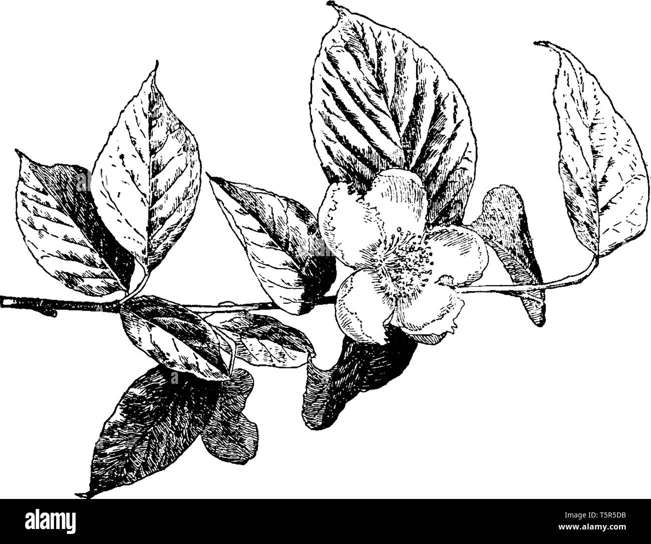 Stewartia Pentagyna ist oval geformte Strauch. Paar-geclustert werden mit stark aufsteigender Branchen zusammengeschlossen. Große, auffällige, einsame, weiße Blume mit crimpe Stock Vektor