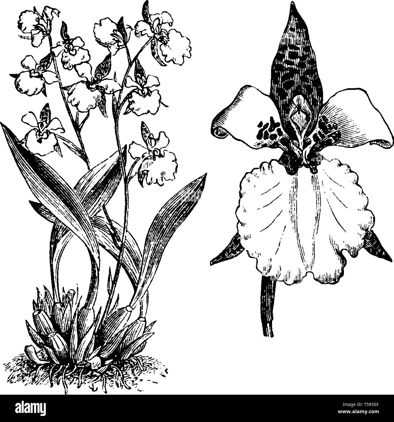 Die Blumen kann weiß, rosa oder gelb und von Winter zu Frühling erscheinen. Sollte in den Behältern, die Wurzeln beschränken, mit feinen angebaut werden hochwertige epi Stock Vektor