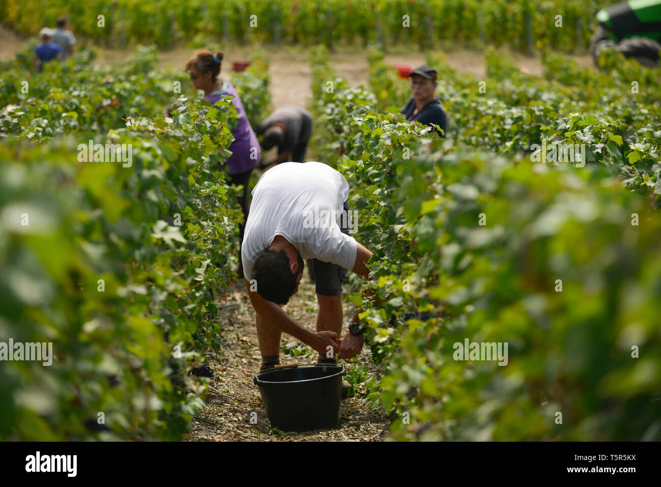 Weinlese in der Champagne, im Charly-sur-Marne (Frankreich). Traubenerntemaschine zwischen den Reihen von Reben *** Local Caption *** Stockfoto