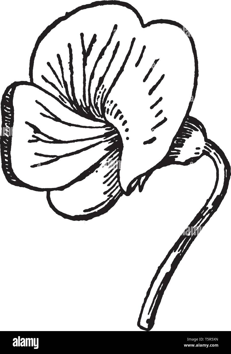Die klare, blaue Farbe der Blume. Großen oberen Blütenblatt und zwei unteren Blütenblätter oft verschmolzen miteinander, vintage Strichzeichnung oder Gravur Abbildung. Stock Vektor