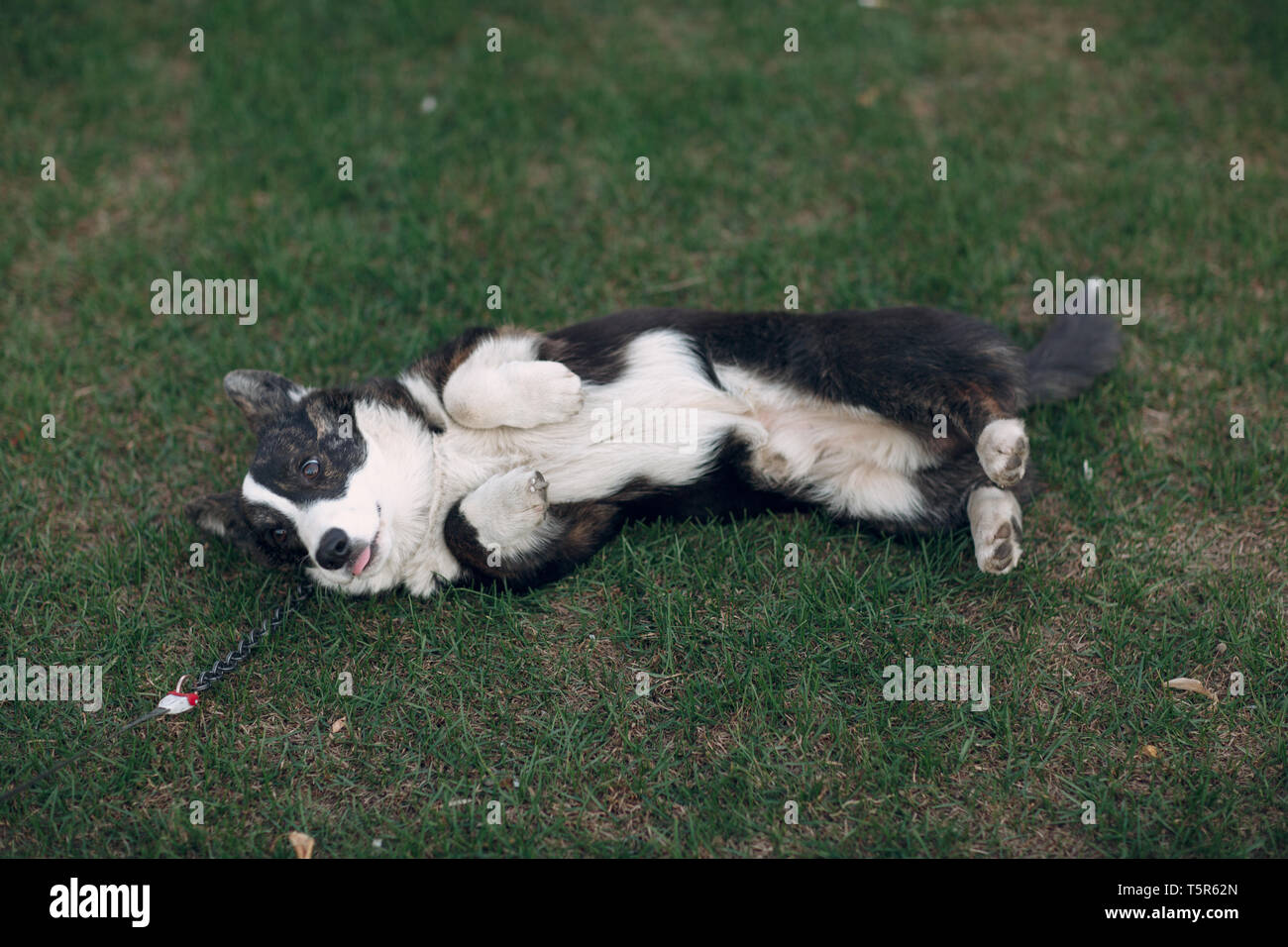 Welsh Corgi Cardigan Welpen Hund auf Gras Stockfoto