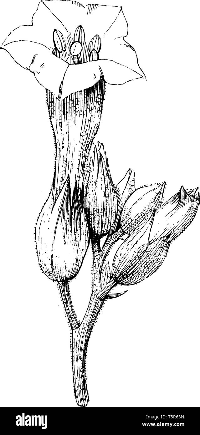 Dies ist das Bild von Nicotiana Firma. Der Teil der Anlage, die von der Achsel Knospe produziert wird grau hinterlegt. Die Blumen im Sommer blühen, vintage Stock Vektor
