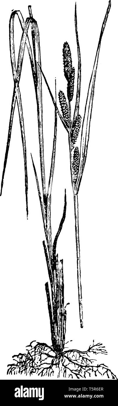 Bild von segge Anlage. Es zeigt seine Blätter, Wurzeln und Blüten teil. Die Blüten der seggen sind klein. Seggen sind oberflächlich Gras - wie in Stock Vektor