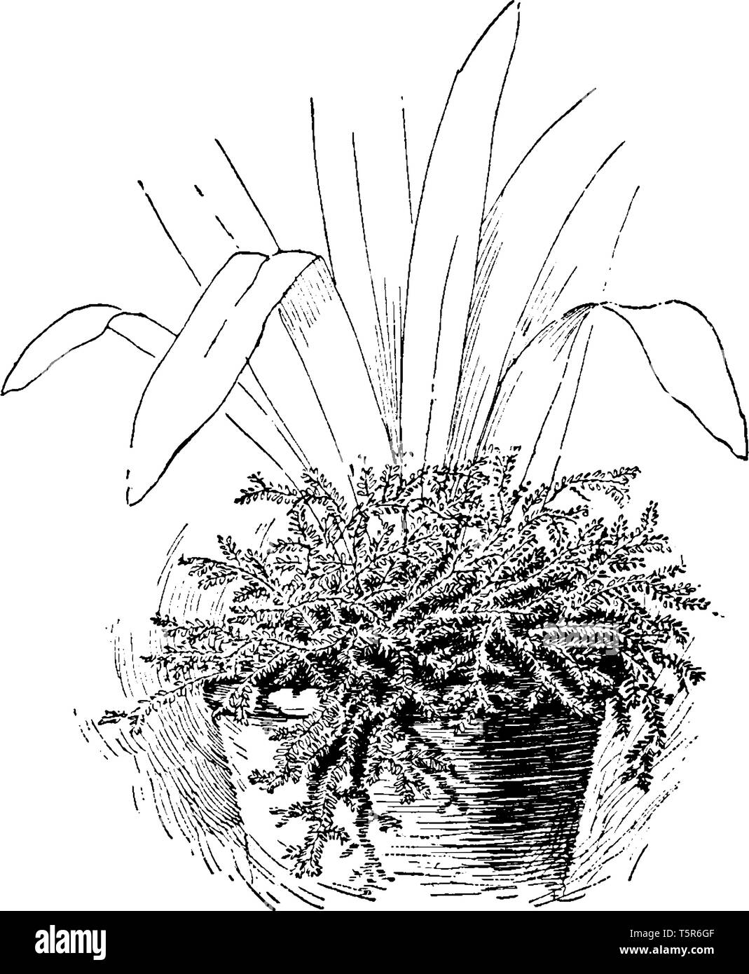 Es ist eine normale Orchidee in die Blumen angebaut werden, die eine ungewöhnliche Form, vintage Strichzeichnung oder Gravur Abbildung. Stock Vektor