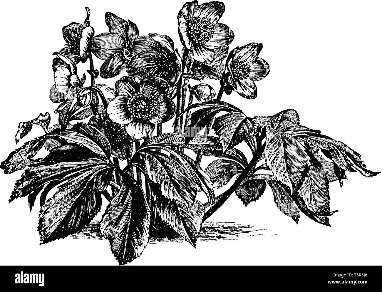 Das Bild zeigt eine Christrose auch als Helleborus niger bekannt. Helleborus niger ist eine immergrüne Pflanze mit dunklen ledrigen Blätter auf pedate St durchgeführt Stock Vektor