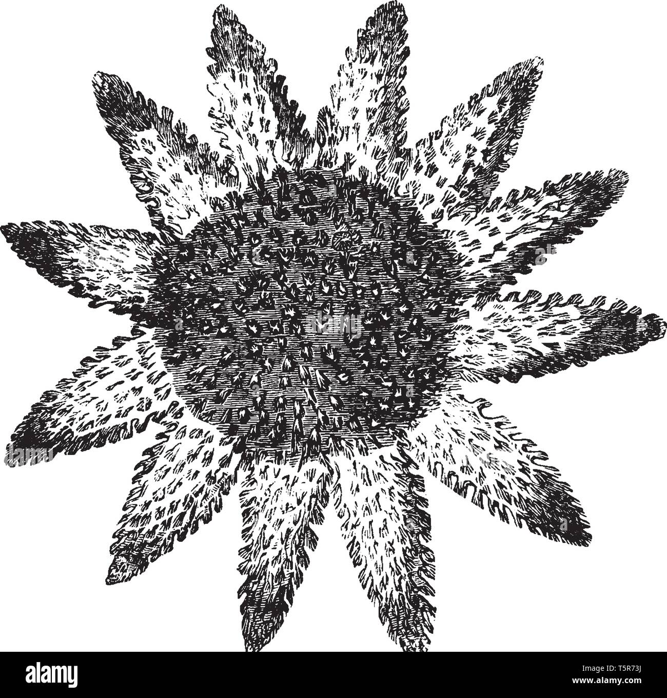 Gemeinsamen Europäischen Sea Star Maßnahmen von neun auf zwölf Zoll und Feeds ausgehungert auf Schalentiere, vintage Strichzeichnung oder Gravur Abbildung Stock Vektor