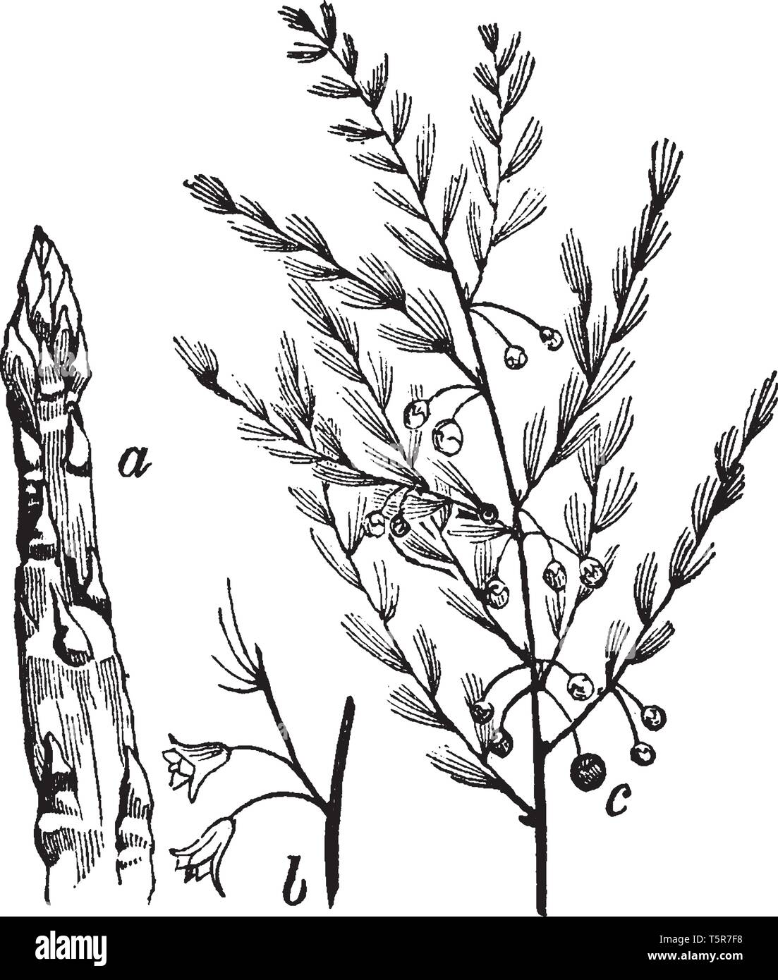 Das ist ein Bild von einem Teil der Spargel, die zeigen - junger Trieb, Blumen, am oberen Ende der Stängel, Äste, Blätter und Früchte, vintage Line Stock Vektor