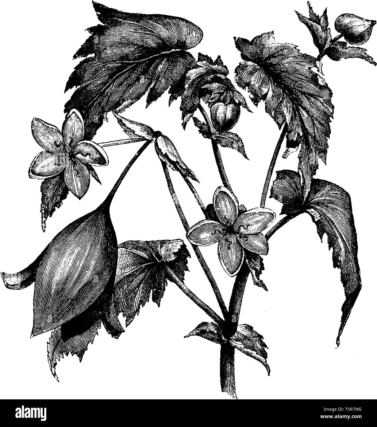 Die begonie ist Blume Pflanze, Blume haben fünf Blütenblätter. Die Blütenblätter sind oval geformt. Es gibt einige Knospen und Blätter sieht aus wie Herzform, vintage Line Stock Vektor