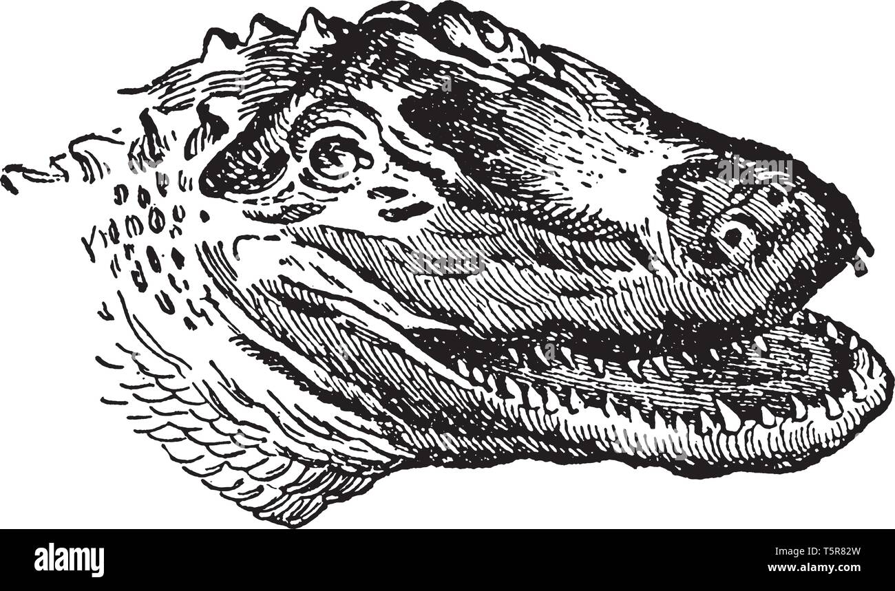 American Alligator ist eine große Krokodile endemisch im Südosten der Vereinigten Staaten, vintage Strichzeichnung oder Gravur Abbildung. Stock Vektor
