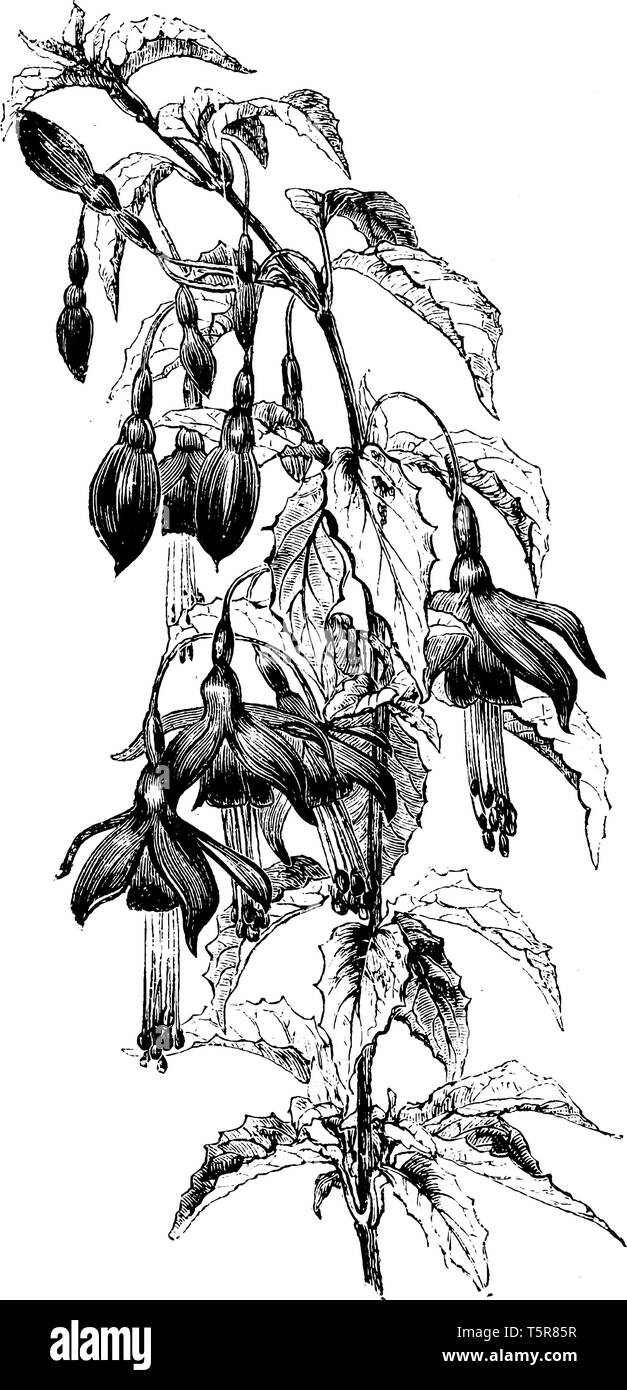 Die Fuchsien 'Pumila' ist auch als Fuchsia bekannt. Es ist der Zwerg. Es hat dunkelgrüne Blätter mit einem schwachen bronze Glanz, vintage Strichzeichnung oder en Stock Vektor