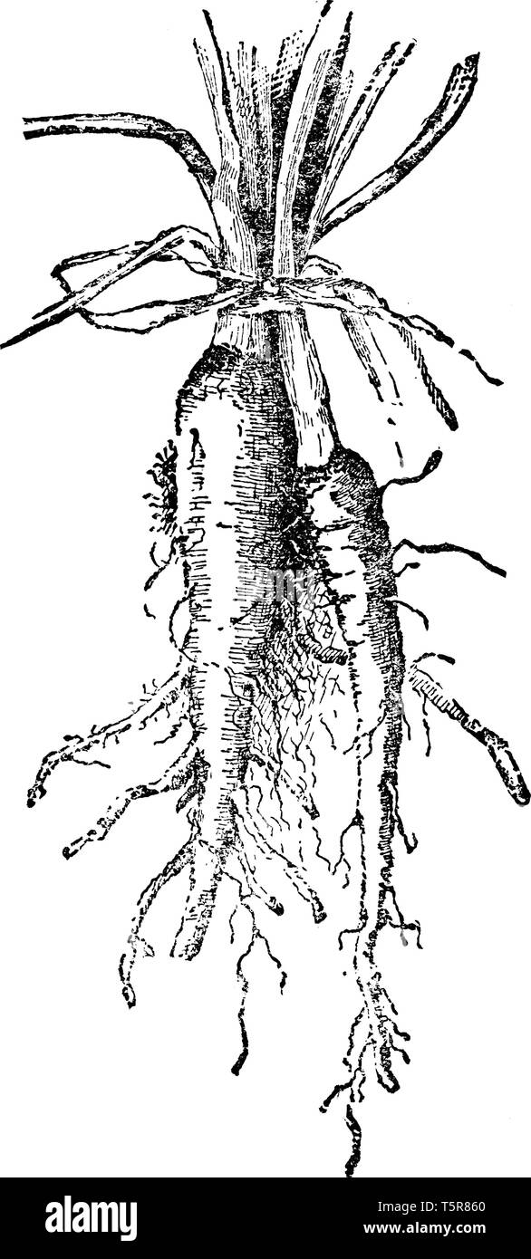 Dies ist eine Auster Gemüse. Es ist eine Art von Gemüse. Es wächst mit der U-Bahn. Blätter die obere Seite des pflanzlichen Wachsen, vintage Strichzeichnung oder engravi Stock Vektor