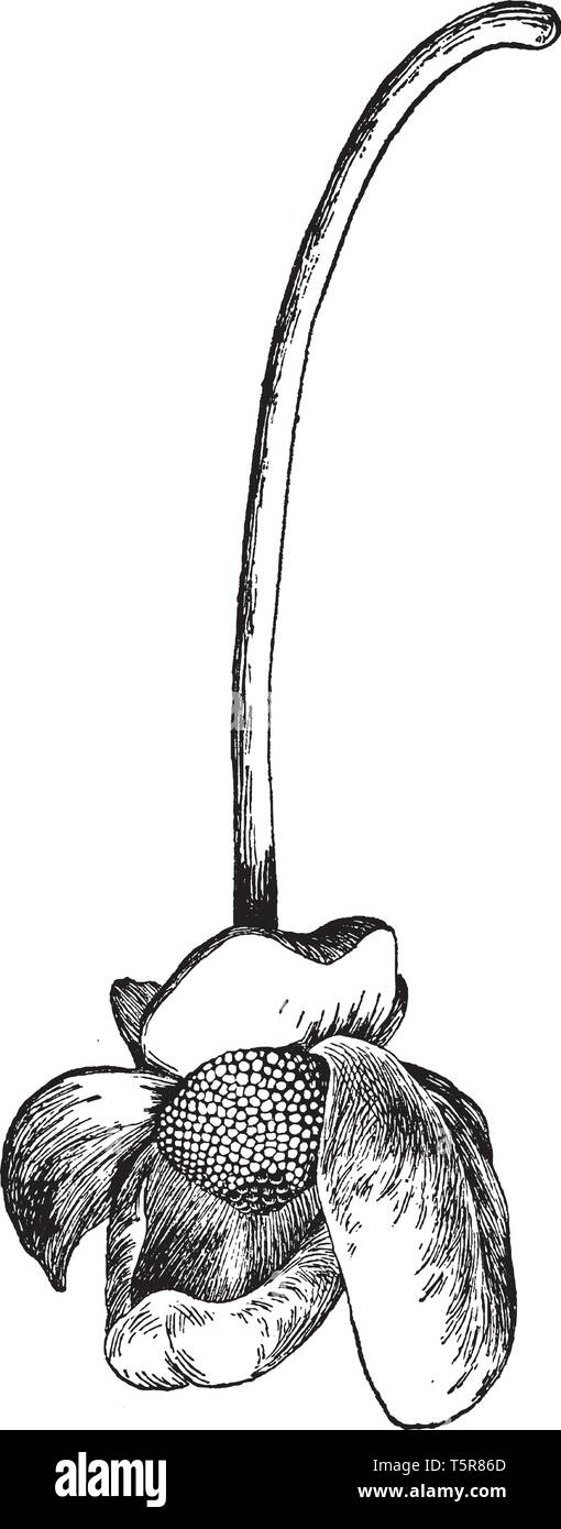 Die Blumen blühen allein in den Stamm, wie in der Abbildung dargestellt ist. Es war einsame Blüten auf langen, schlanken Stiel aus der Internodien der sma getragen Stock Vektor