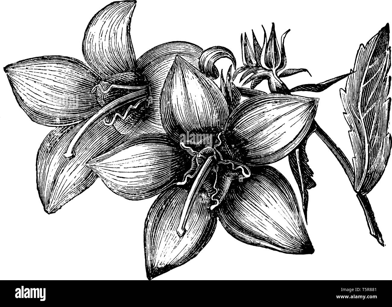 Das ist ein Bild von Blüten Campanula Baumannii. Dies ist eine seltene Pflanze in großen, blauen Blüten, vintage Strichzeichnung oder Gravur illus Stock Vektor