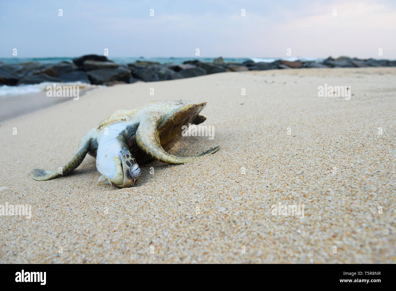 Toten Meer Schildkröte am Strand Stockfoto