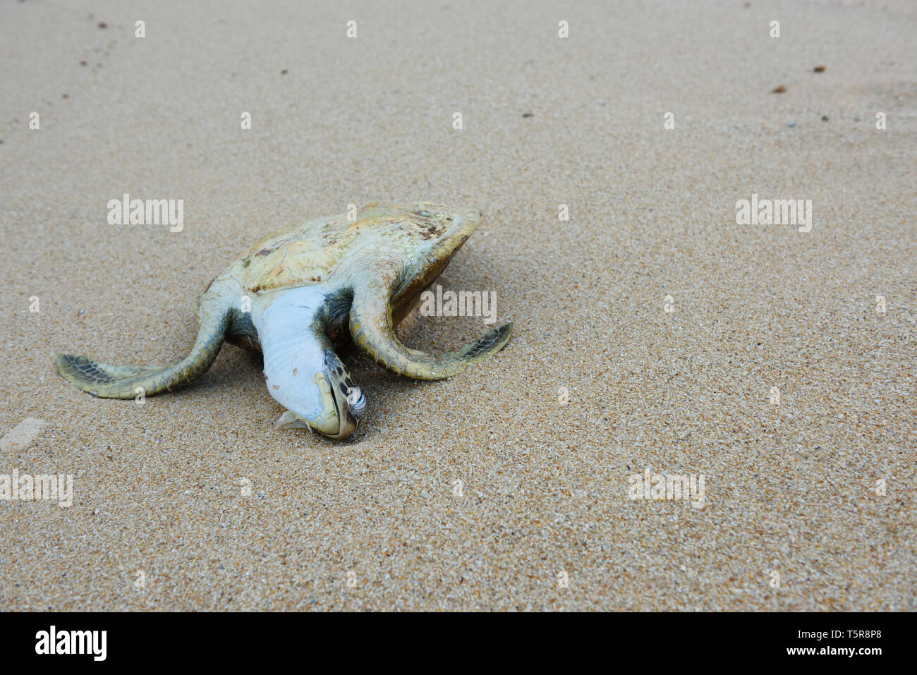 Dead Sea Turtle auf einem Sand Stockfoto