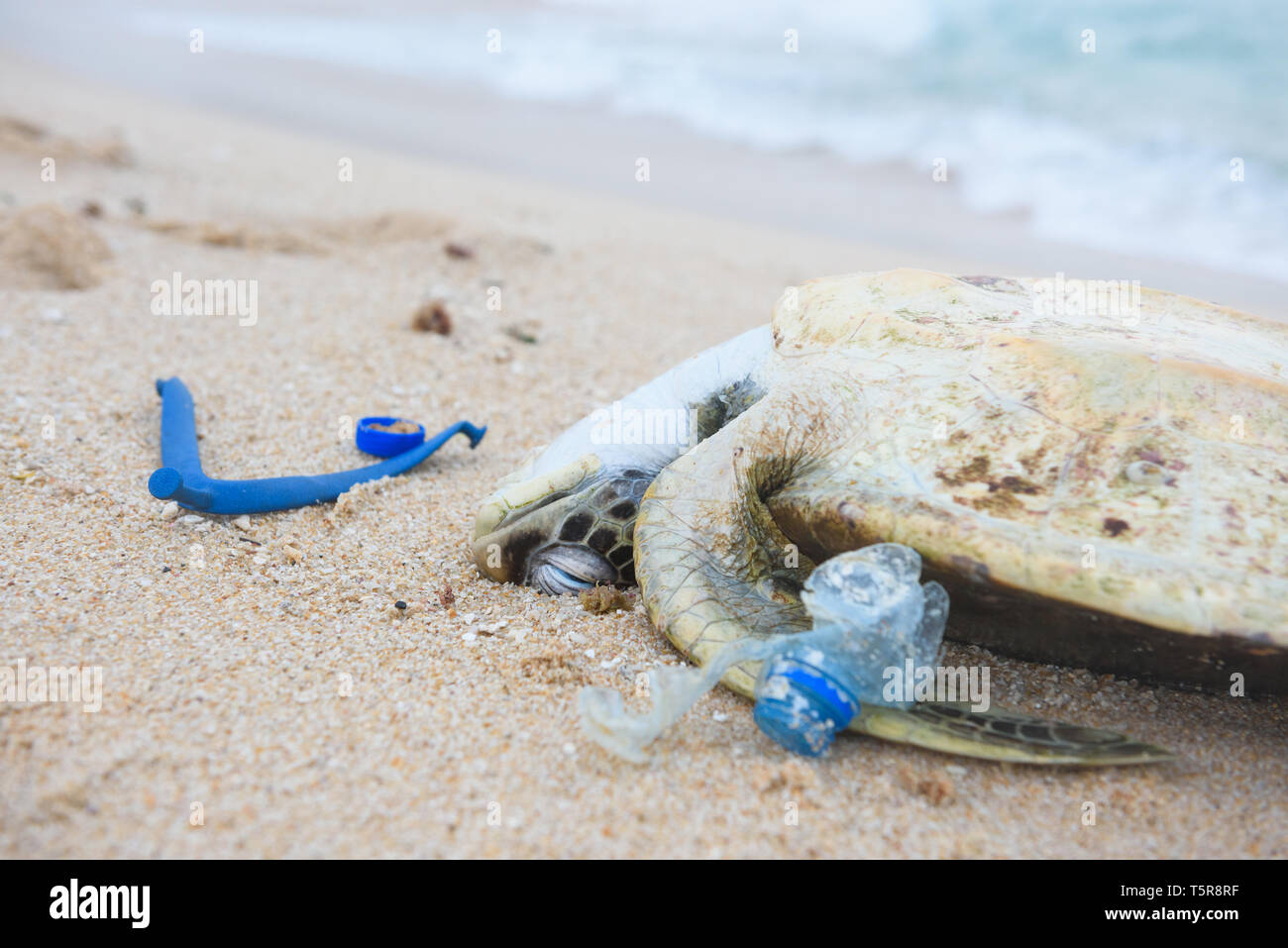 Tote Schildkröte mit einem plastik Müll am Ocean Beach Stockfoto