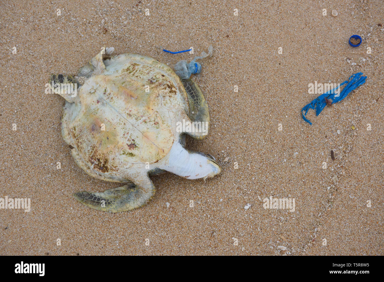 Tote Schildkröte mit Ozean plastik Müll am Strand Stockfoto