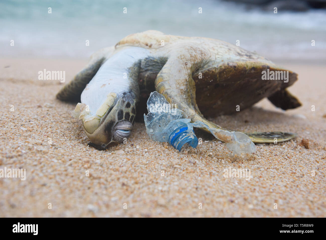 Tote Schildkröte und Kunststoff Flasche Müll aus Meer am Strand Stockfoto