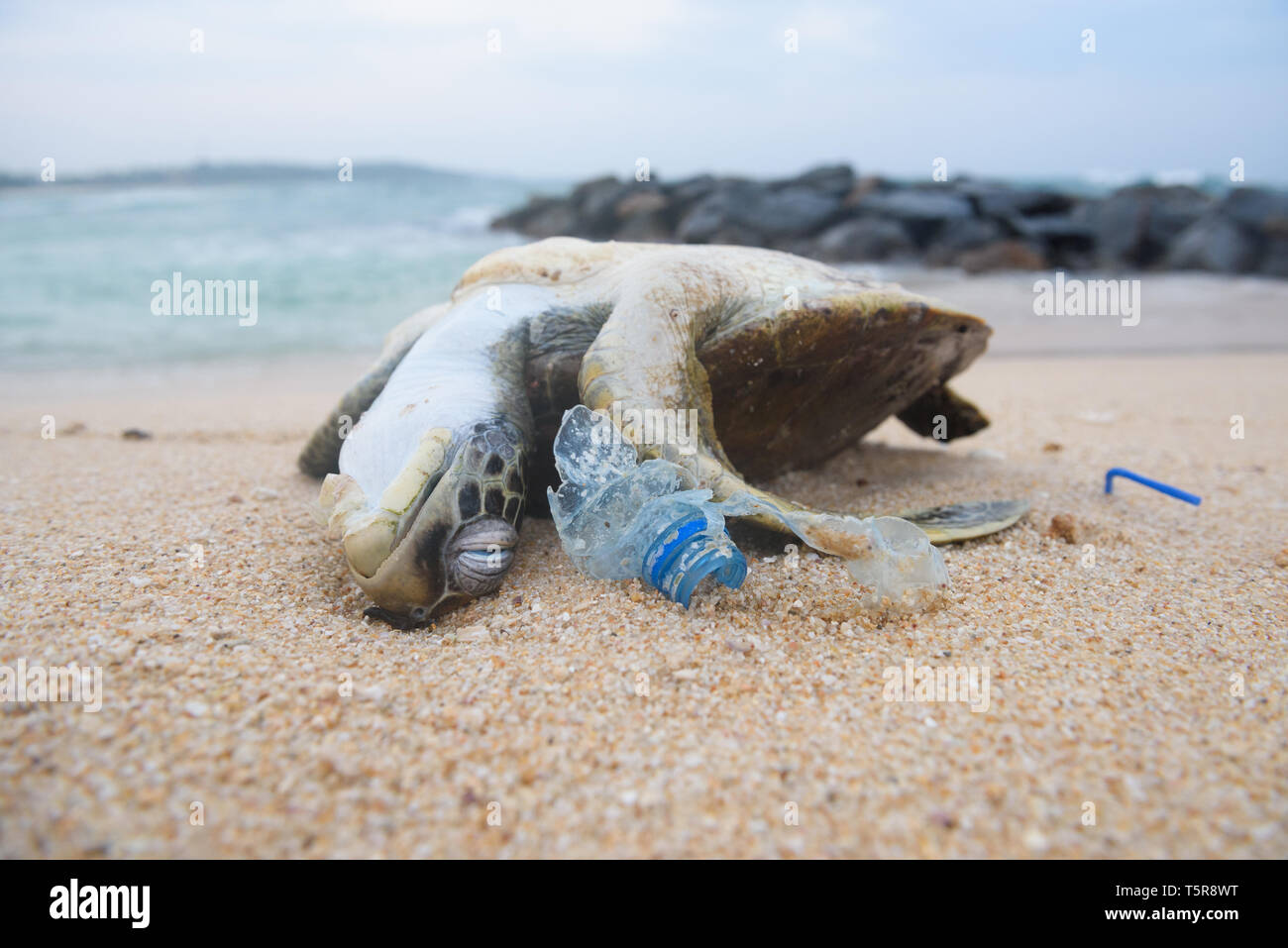 Tote Schildkröte unter plastik Müll aus Meer am Strand Stockfoto