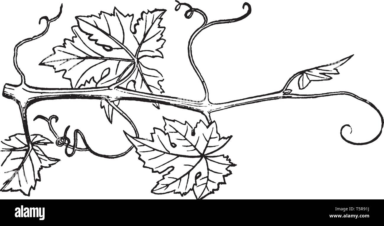 Eine schlanke rebholz von einem Zweig der Trauben, Rebe, vintage Strichzeichnung oder Gravur Abbildung. Stock Vektor