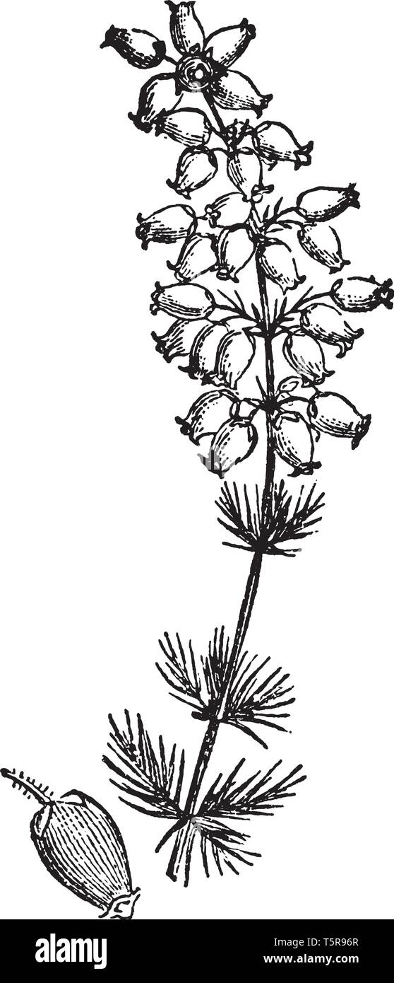 Die Blüten sind glockenförmig, Stiel mit feinen nadelartigen Blättern