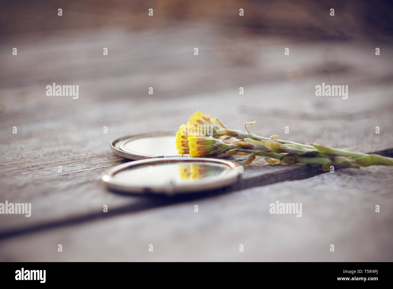 Healing Flowers gelb Huflattich liegen mit einem offenen Muscheln Pocket Mirror auf einer hölzernen Graue Tabelle Stockfoto