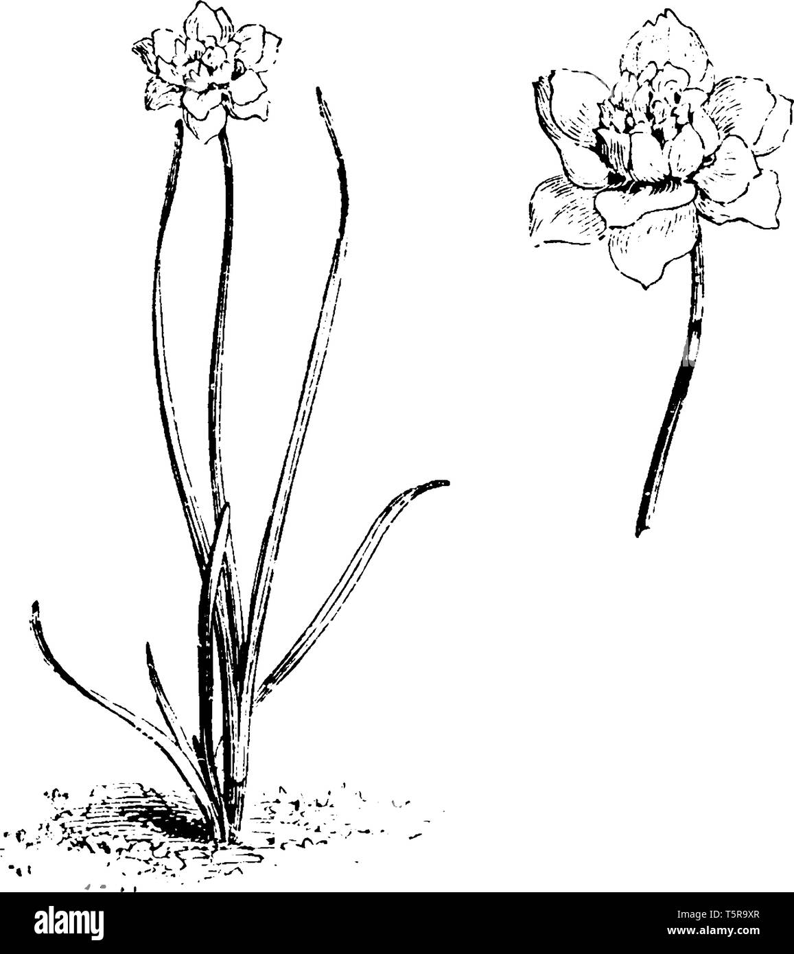 Ein Beispiel für eine einzelne Blume Stamm, es ist, als runde Lampen, die im Querschnitt kreisförmig sind, vintage Strichzeichnung oder Gravur Abbildung bekannt. Stock Vektor