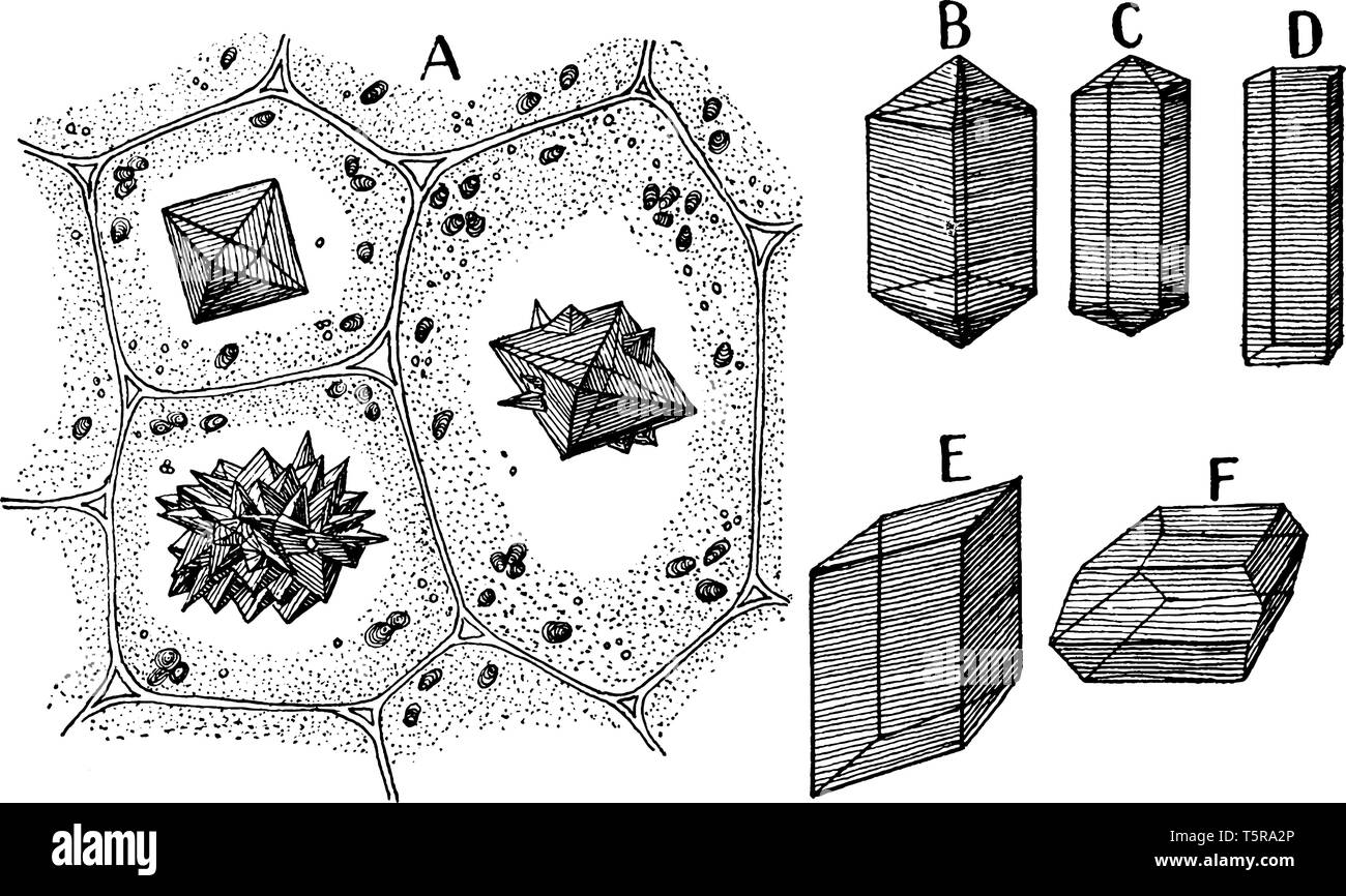 Ein Bild mit verschiedenen Formen von kalziumoxalat Kristalle, vintage Strichzeichnung oder Gravur Abbildung. Stock Vektor