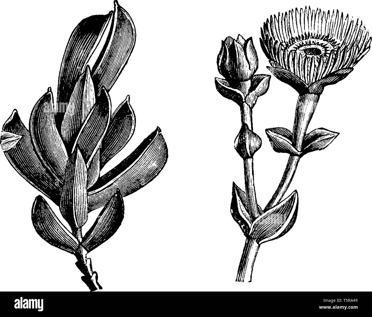 Diese Blume Blüte von Juli bis September. Es ist allein wachsen auf kurze Stiele & Blumen sind rötlich, vintage Strichzeichnung oder Gravur Abbildung. Stock Vektor