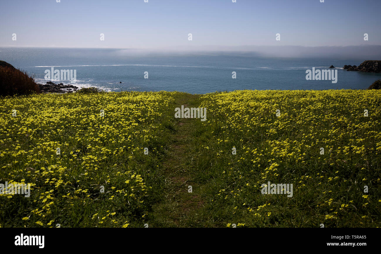 Gelbe Blumen führen zu einer Klippe und dramatischen Pazifikküste Blick auf Fort Ross State Historic Park in der Nähe von Jenner, Kalifornien. Fort Ross ist die Heimat einer p Stockfoto